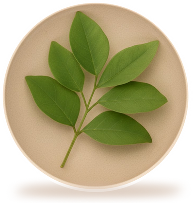 Long jack (Tongkat ali)